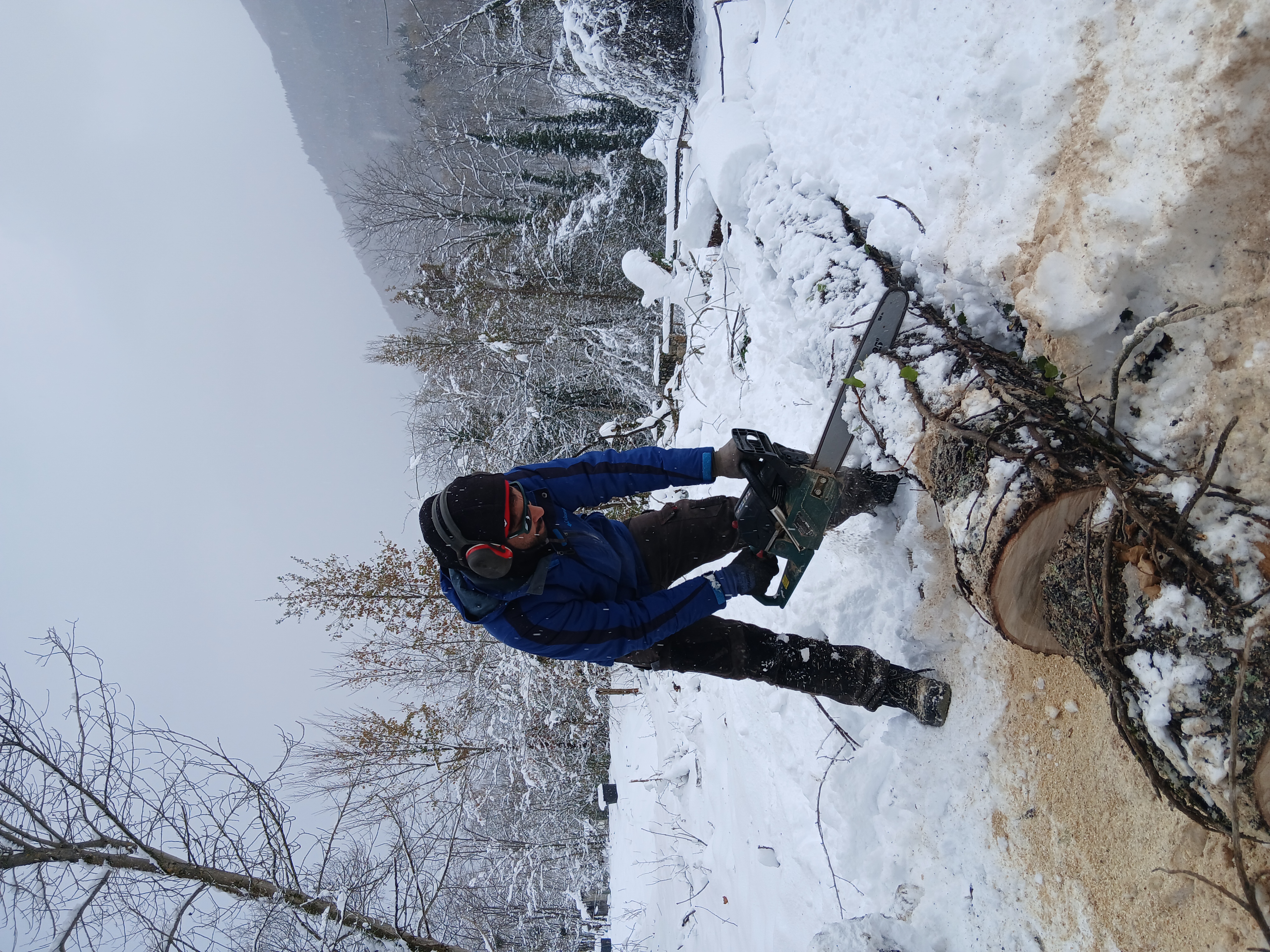 Élagage et abattage hiver
